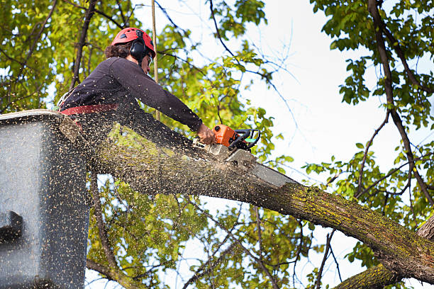 Best Tree Maintenance Programs  in Basye, VA